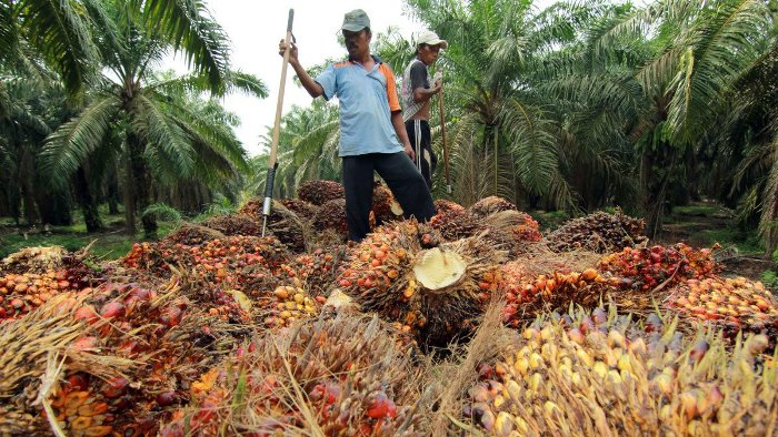 Tarif Biodiesel Turun Periode Awal Juni 2019