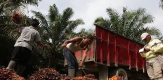 Pekerja mengangkat buah sawit yang dipanen di Kisaran, Sumatra Utara, Indonesia. - Dimas Ardian / Bloomberg