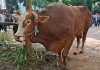 Prabowo Kurban Sapi Raksasa 1,08 Ton di Solo, Warga Heboh Lihat Si Bambang