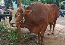 Prabowo Kurban Sapi Raksasa 1,08 Ton di Solo, Warga Heboh Lihat Si Bambang
