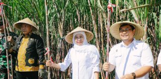 Gubernur Khofifah memimpin panen dan tanam tebu serentak Program Bongkar Ratoon Tahun 2026 di Kabupaten Malang