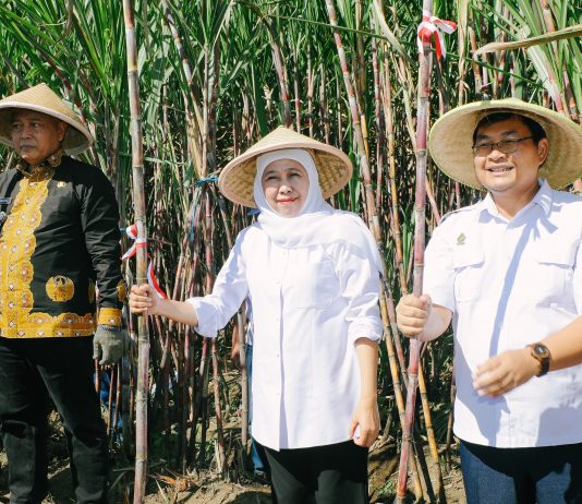 Gubernur Khofifah memimpin panen dan tanam tebu serentak Program Bongkar Ratoon Tahun 2026 di Kabupaten Malang